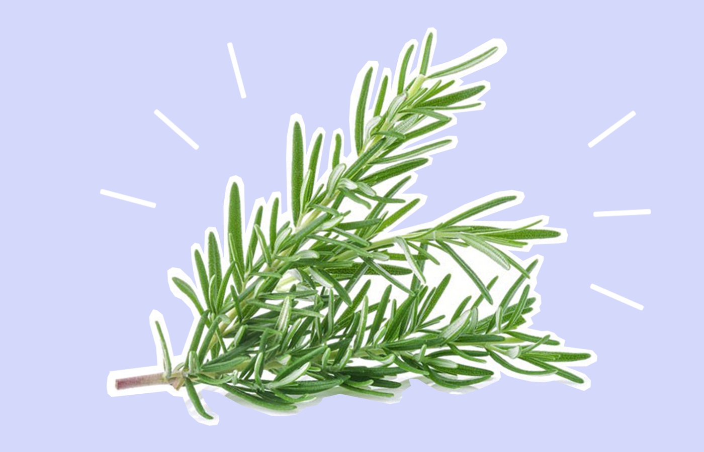 How To Use Rosemary Oil For Hair Growth